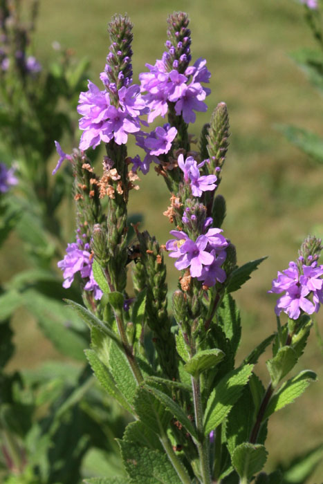 Verbena Stricta Hoary Vervain