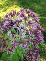 Eupatorium purpureum - Sweet Joe Pye Weed