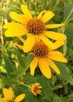 Heliopsis helianthoides - Ox-eye Sunflower
