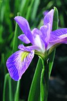 Iris virginica shrevei - Wild Iris