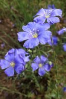 Linum lewisii - Blue Flax