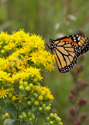 Oligoneuron rigidum - Stiff Goldenrod