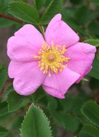 Rosa blanda - Meadow Rose
