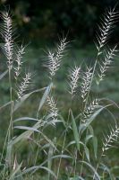 Elymus hystrix - Bottlebrush Grass