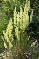 Koeleria macrantha - Junegrass