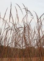 Sorghastrum nutans - Indiangrass
