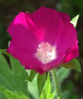 Callirhoe involucrata - Purple Poppy Mallow
