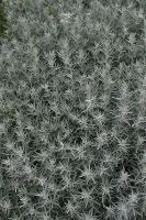 Artemisia ludoviciana - Silver Sage